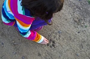 A little girl studying an animal track - a canine paw print - left in dirt.