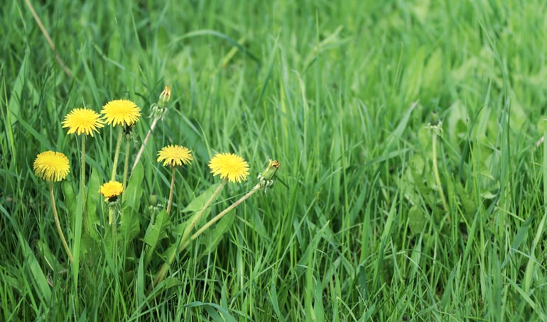 patch of dandelions in the grass