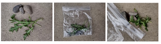 Three sequential images: 1. three pebbles with arugula leaves 2. everything in a plastic bag 3. arugula leaves after having been crushed with stones in bag