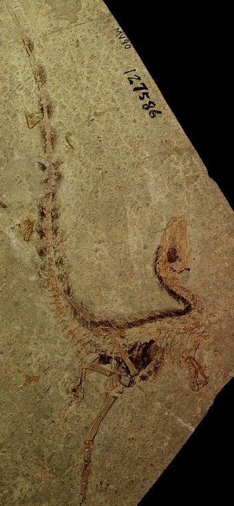 dark feather impressions on Sinosauropteryx fossil