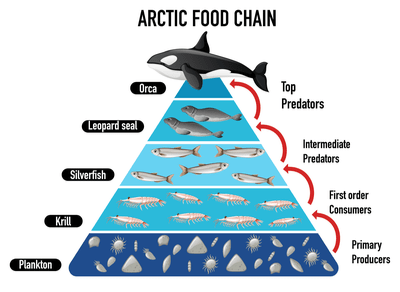 food-chain-arctic-by-BlueRingMedia-shutterstock-min.png.pagespeed.ce.w7BONvcw5h.png