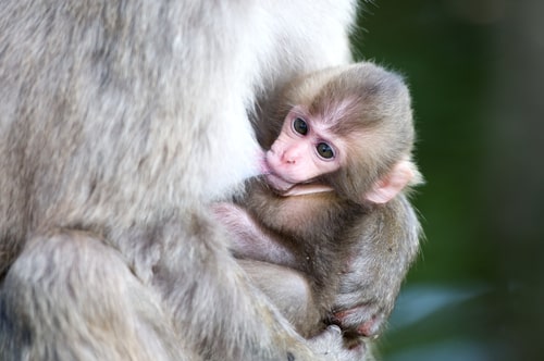 infant macaque, rhesus monkey, suckling 