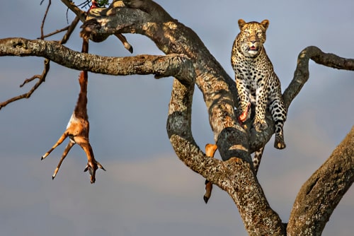 dead ungulate hanging from tree branches, leopard sits nearby