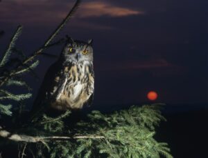 eagle owl in tree nighttime