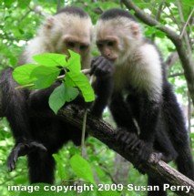 two capuchin monkeys examining a stem