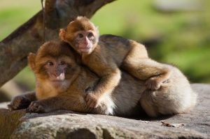monkeys - infant macaque sitting on, and embracing, its mother
