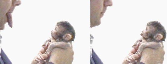 xnewborn-macaque-imitation-Liza-Gross-PLOS-2006.jpg.pagespeed.ic.HaIx881TNK.jpg